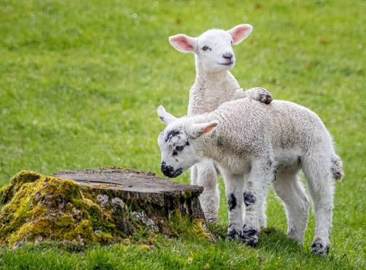 🌿 Why 100% Grass-Fed Meat Matters