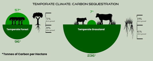 Carbon Sequestration: Silvopasture